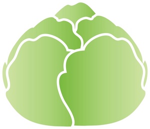 simple attractive drawing of a head of lettuce green fresh and ready to for a salad